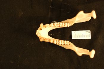 Media type: image;   Mammalogy 27110